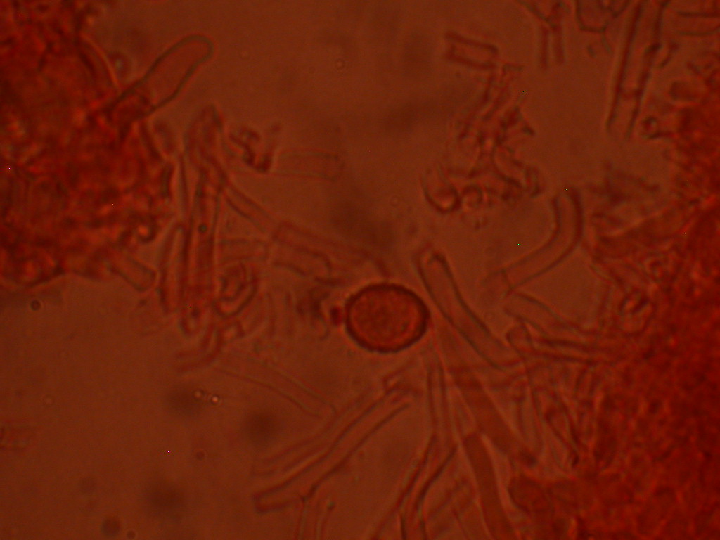 Hypocreopsis lichenoides
